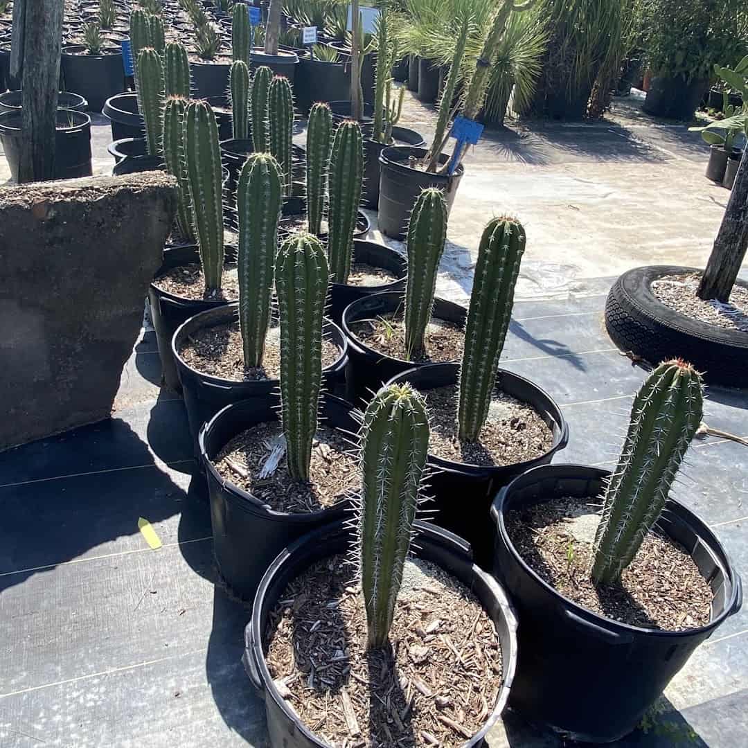 Rows of tall columnar cacti in pots at The Cactus King in Texas