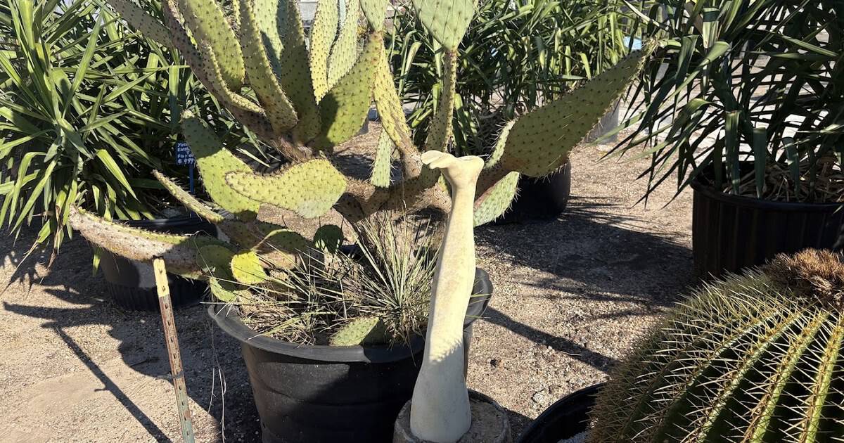 This Sprawling Texas Nursery Grows Acres of Rare Cacti, Succulents, and Desert Plants