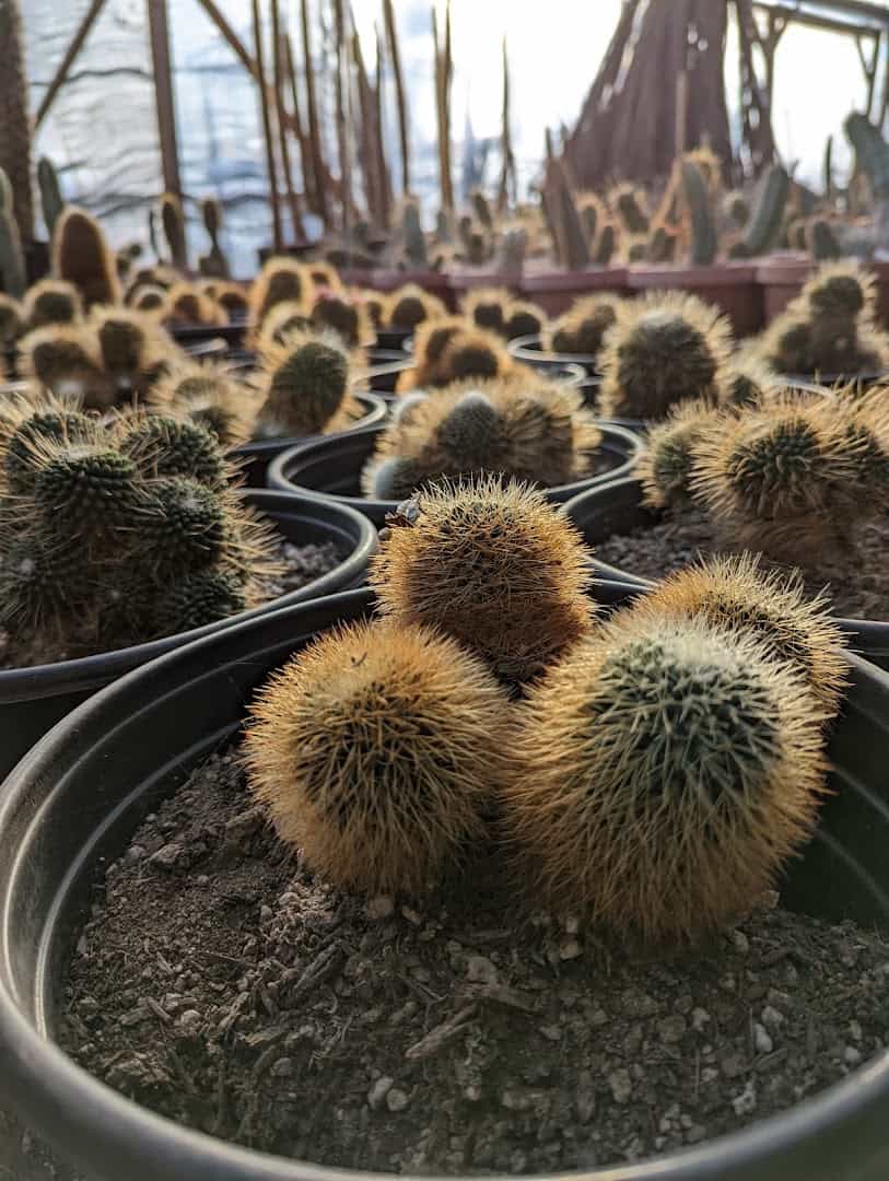 Cluster of golden barrel cacti at The Cactus King in Texas