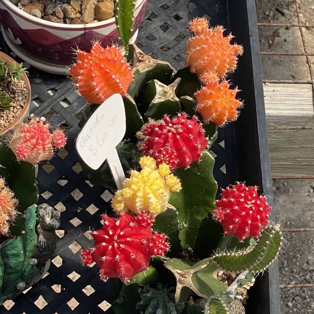 Colorful grafted moon cacti in bloom at The Cactus King in Texas
