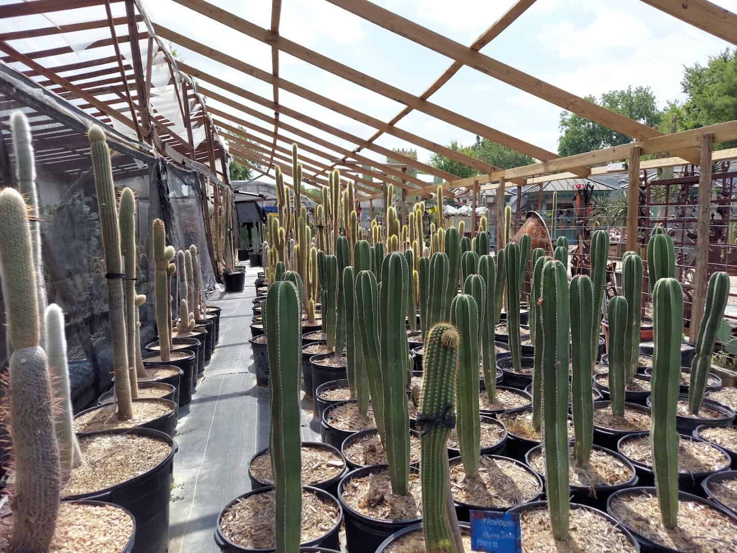 Greenhouse rows of columnar cacti at The Cactus King in Texas