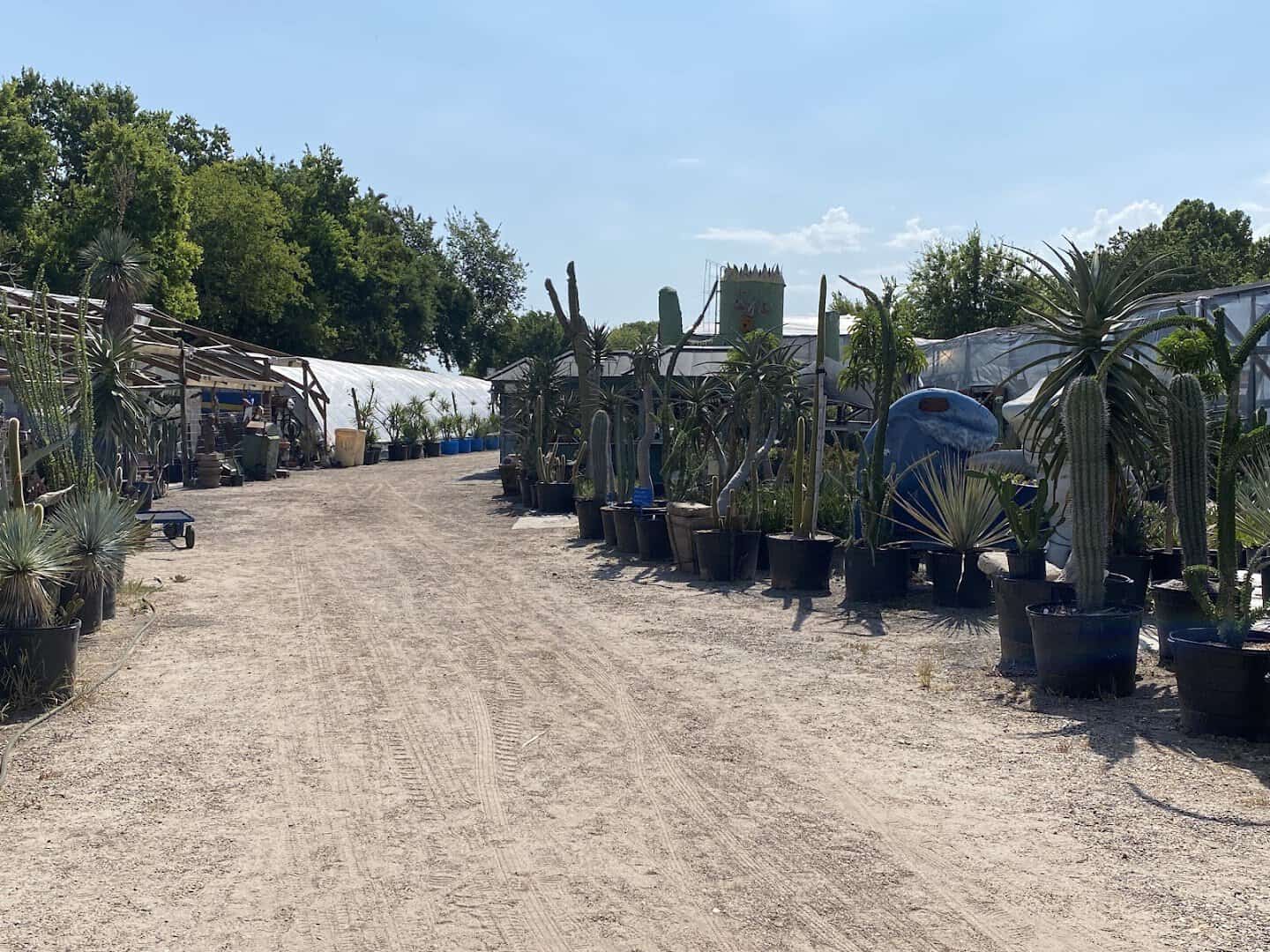 Long rows of desert plants across the grounds at The Cactus King in Texas