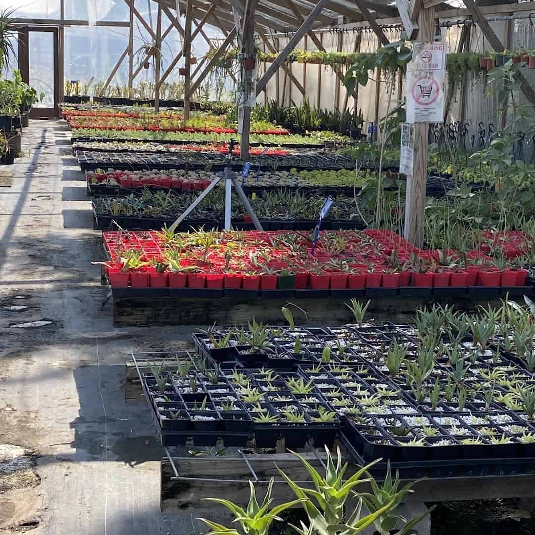 Nursery rows of potted cacti and succulents at The Cactus King in Texas