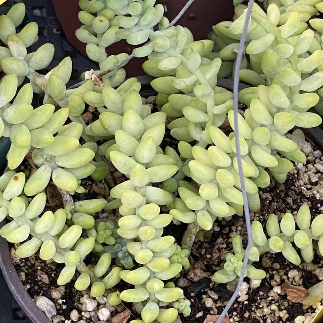 String of Dolphins trailing succulent at The Cactus King in Texas