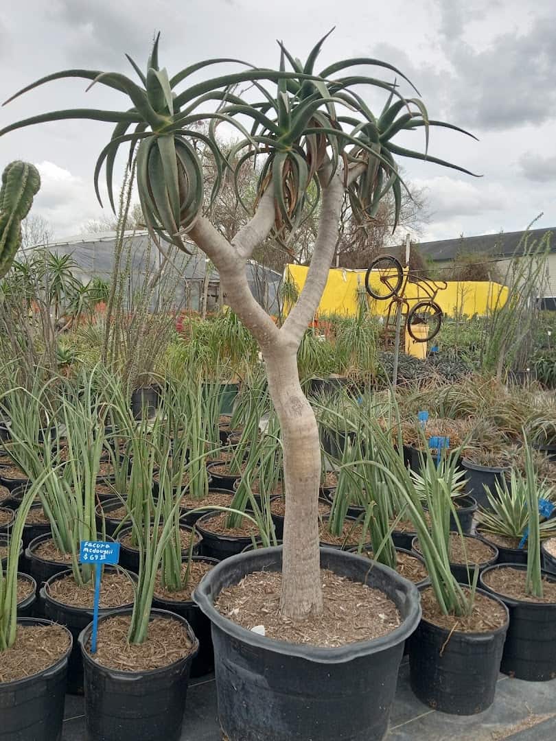 Towering tree aloe at The Cactus King nursery in Texas