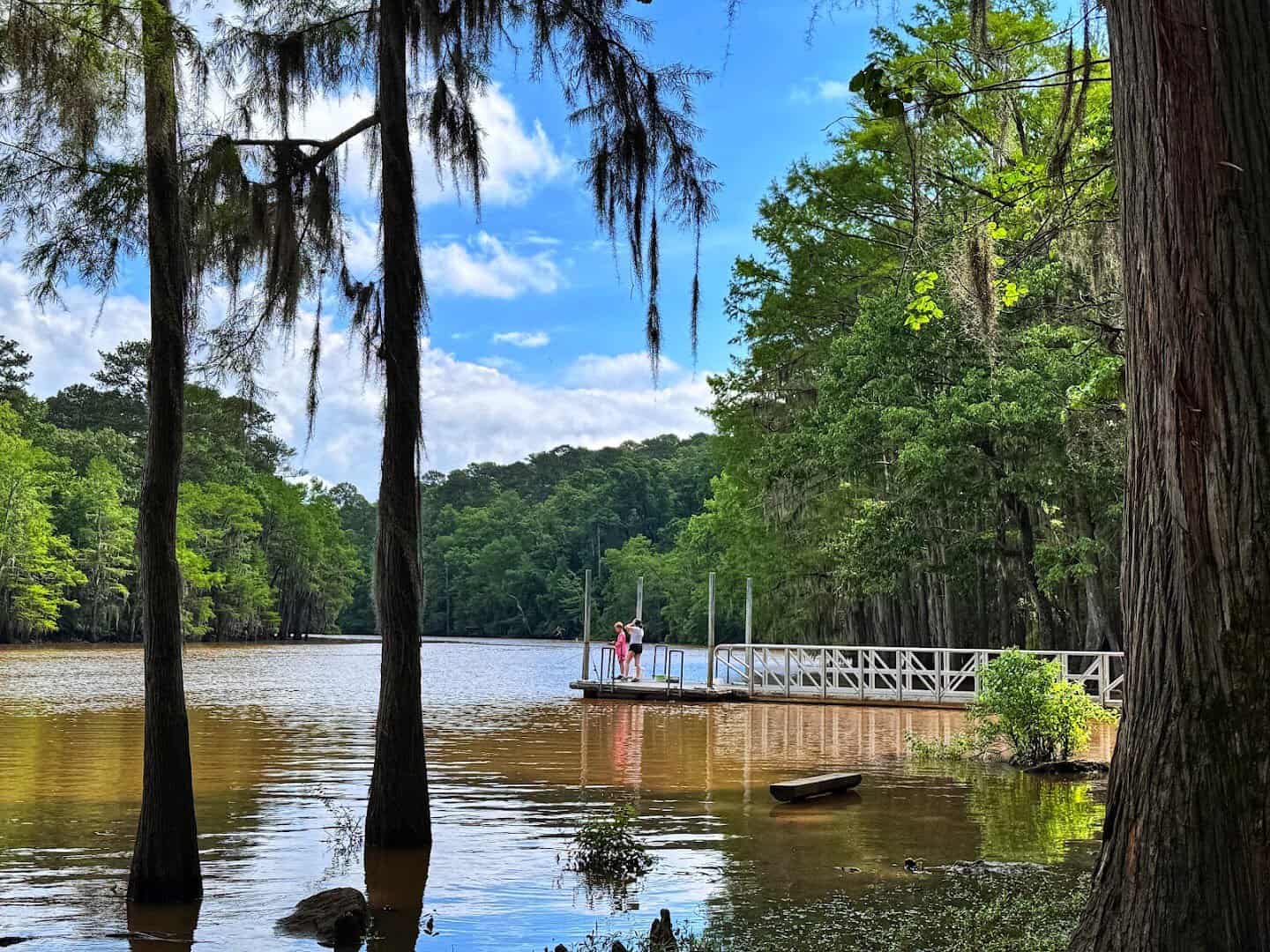 Bald cypress trees draped in Spanish moss at Caddo Lake State Park, Texas