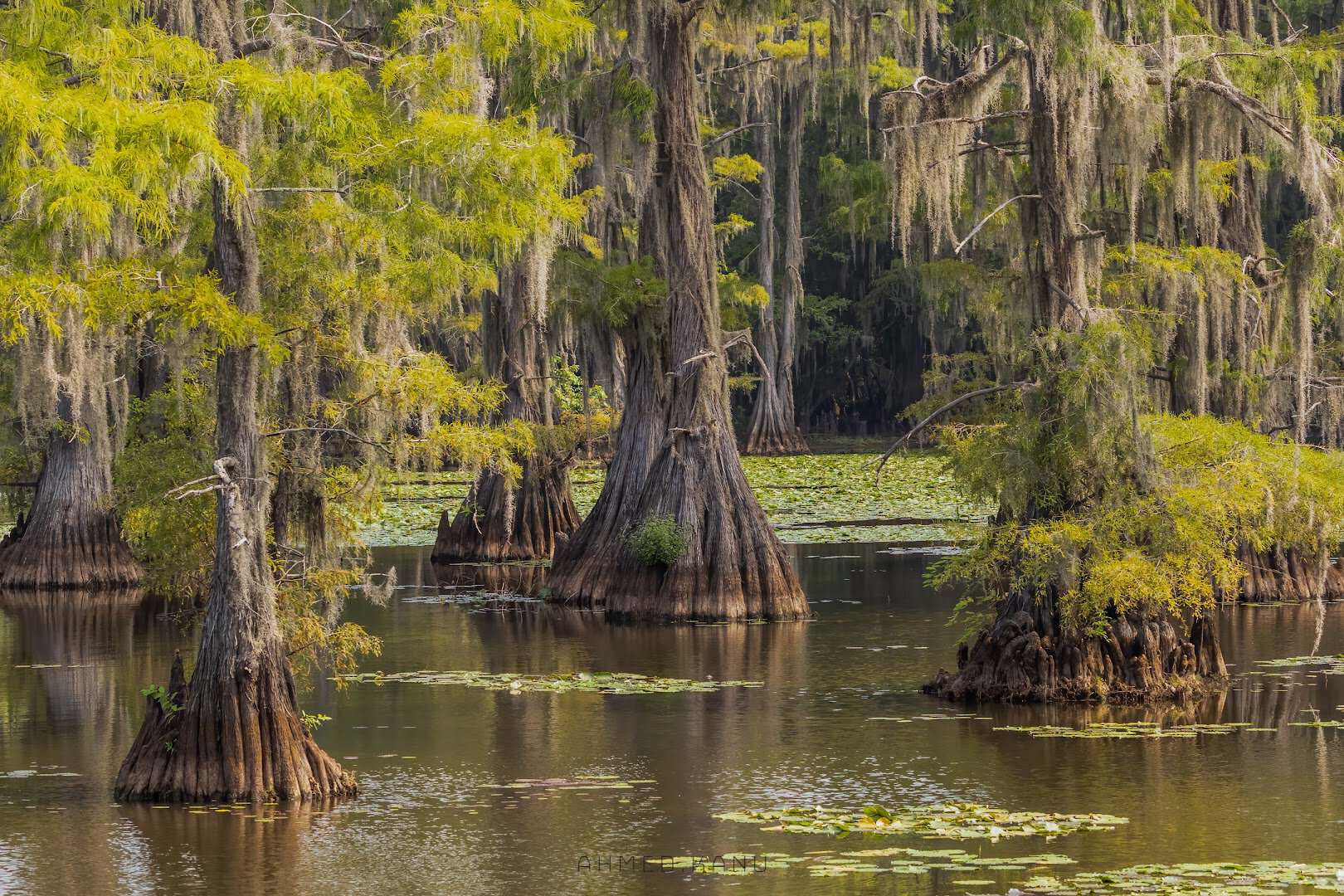 Bald cypress trees draped in Spanish moss at Caddo Lake State Park in Karnack, Texas