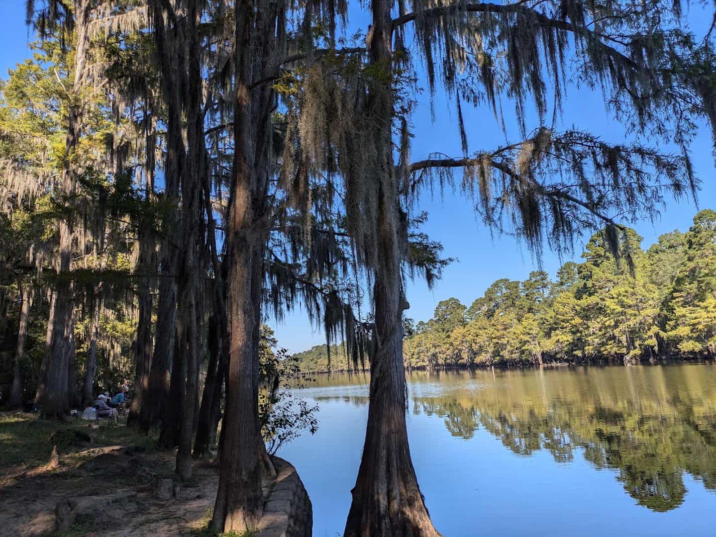 Bald cypress draped in Spanish moss at Caddo Lake State Park, Texas