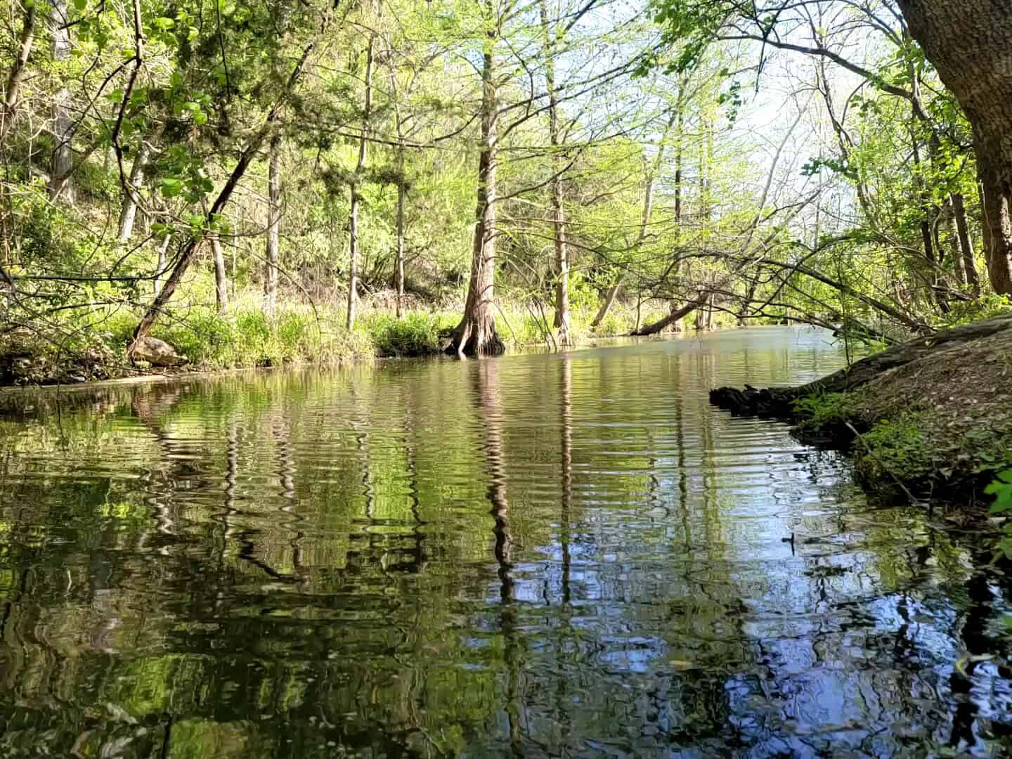 Clear green creek pool ringed by cypress on the canyon floor at River Place Nature Trail in Austin, Texas