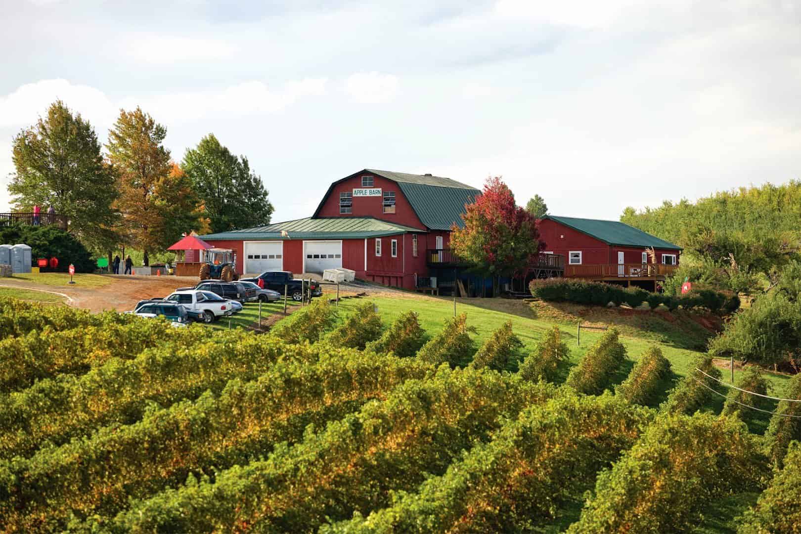 Apple Barn and orchard rows in fall color at Carter Mountain Orchard in Virginia