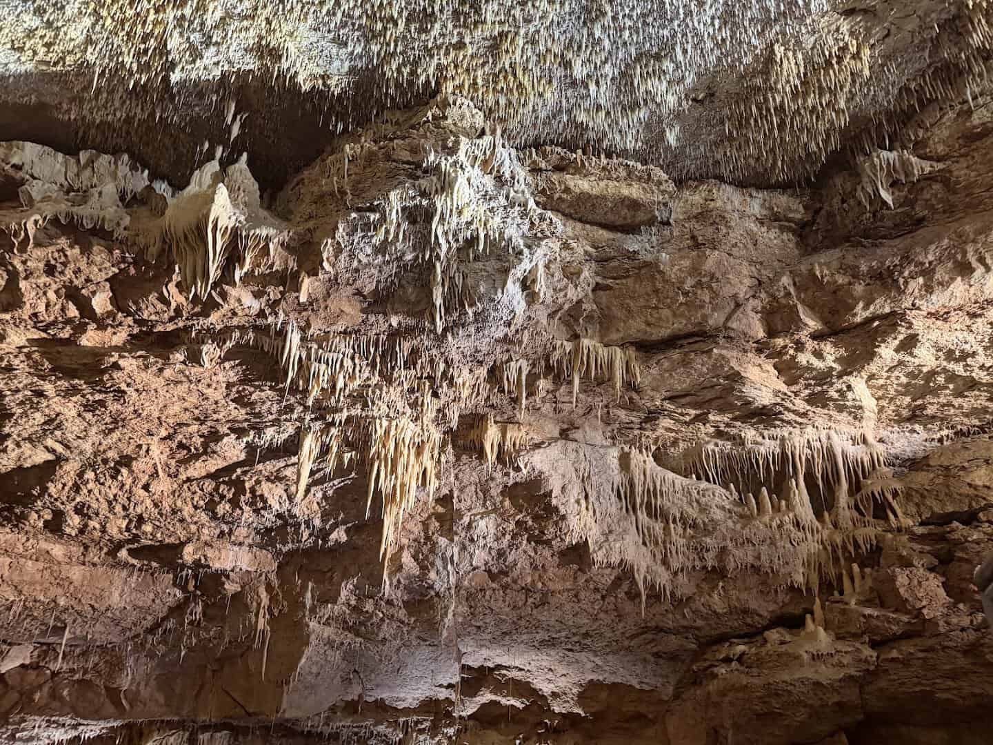 Dense stalactite formations on the ceiling of Natural Bridge Caverns