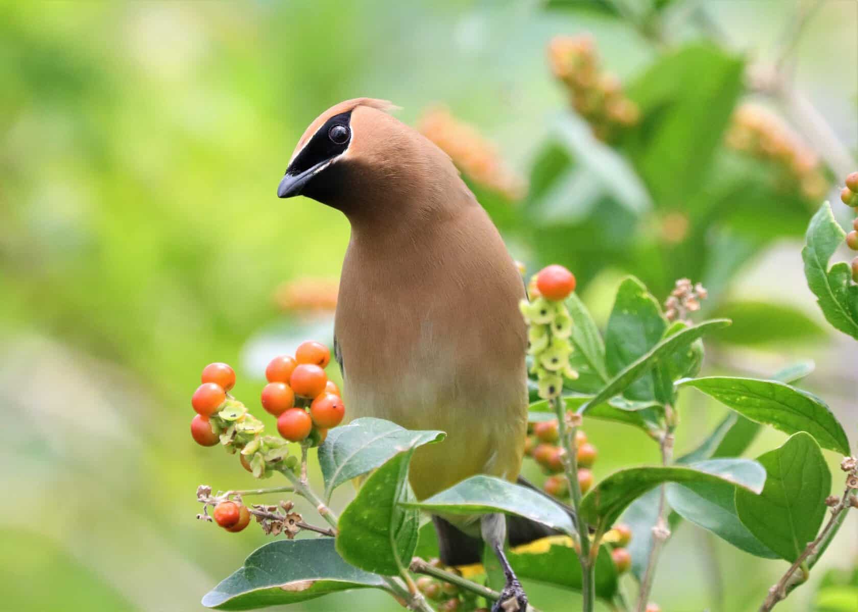 Cedar Waxwing feeding on berries in the native garden at South Padre Island Birding and Nature Center