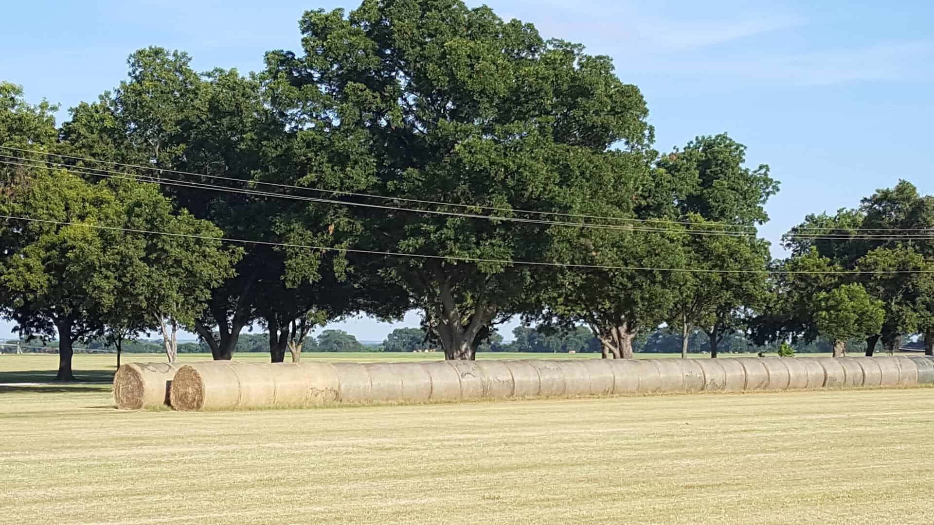 Pecan trees and hay bales in the countryside around Celina, Texas