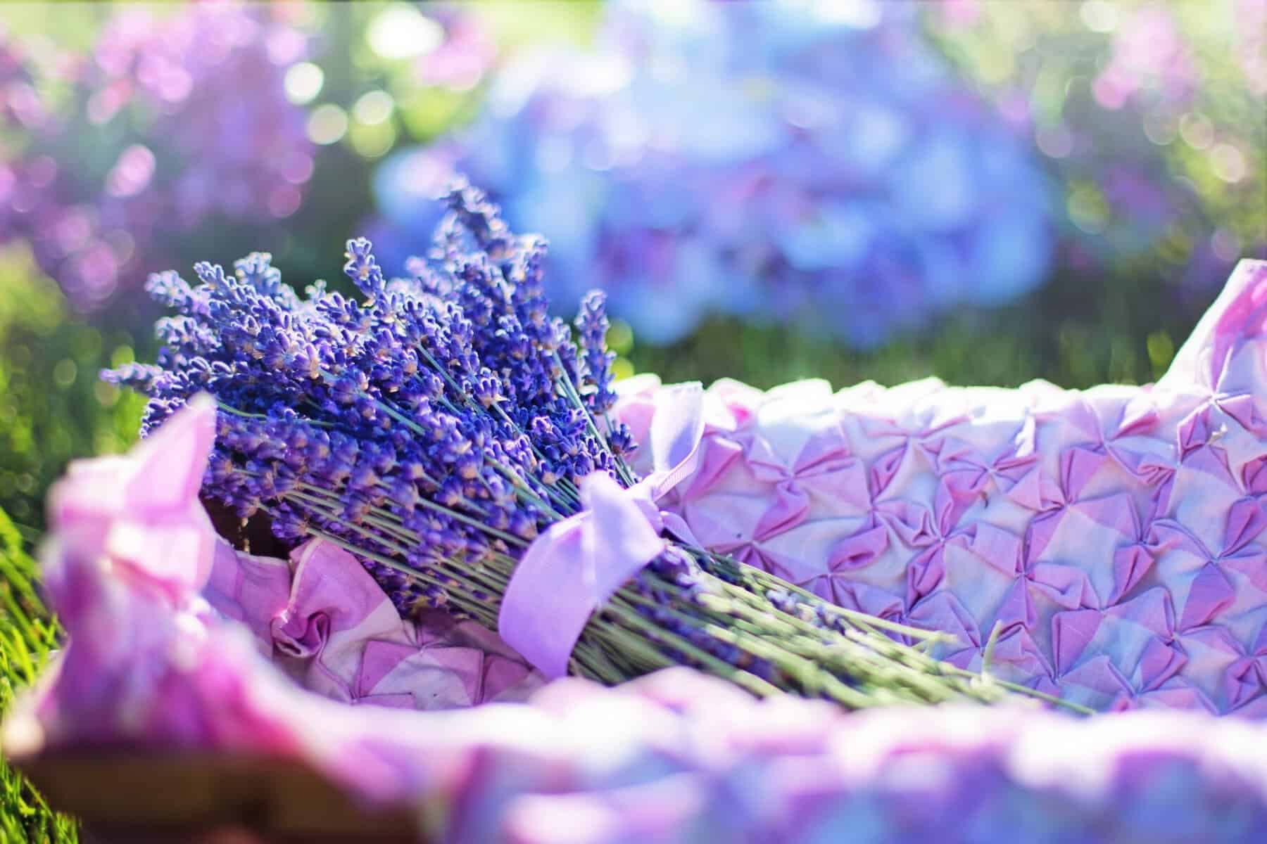 Freshly cut lavender bundles in a basket at Chappell Hill Lavender Farm in Brenham, Texas