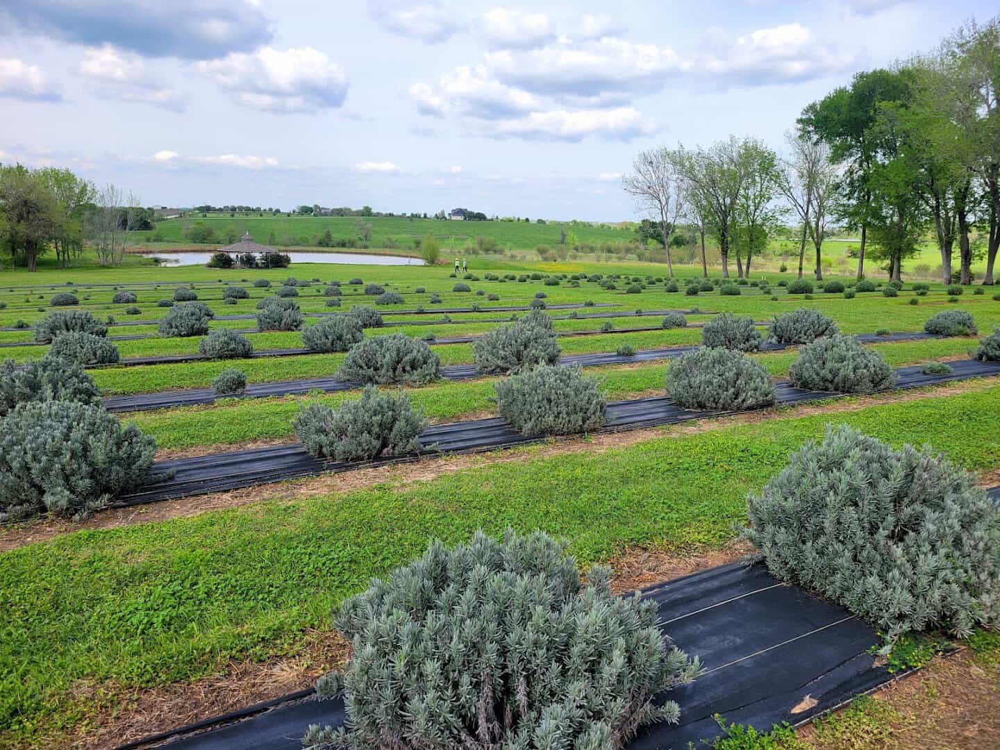 Aerial view of lavender rows at Chappell Hill Lavender Farm in Brenham, Texas