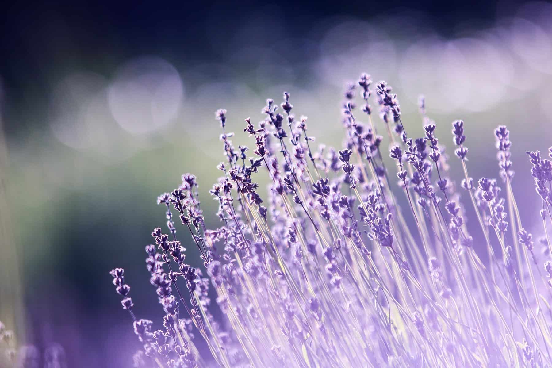 Close-up of purple lavender blooms at Chappell Hill Lavender Farm in Brenham, Texas