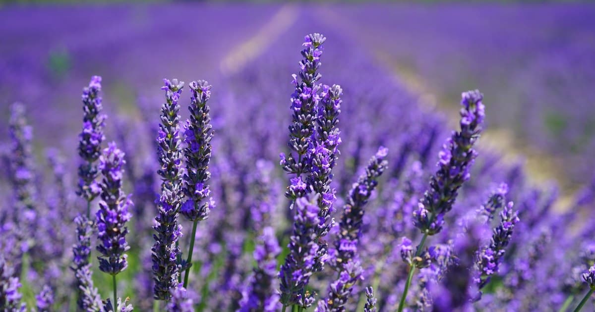 This Fragrant Texas Farm Turns Purple Every Summer and Feels Like Provence