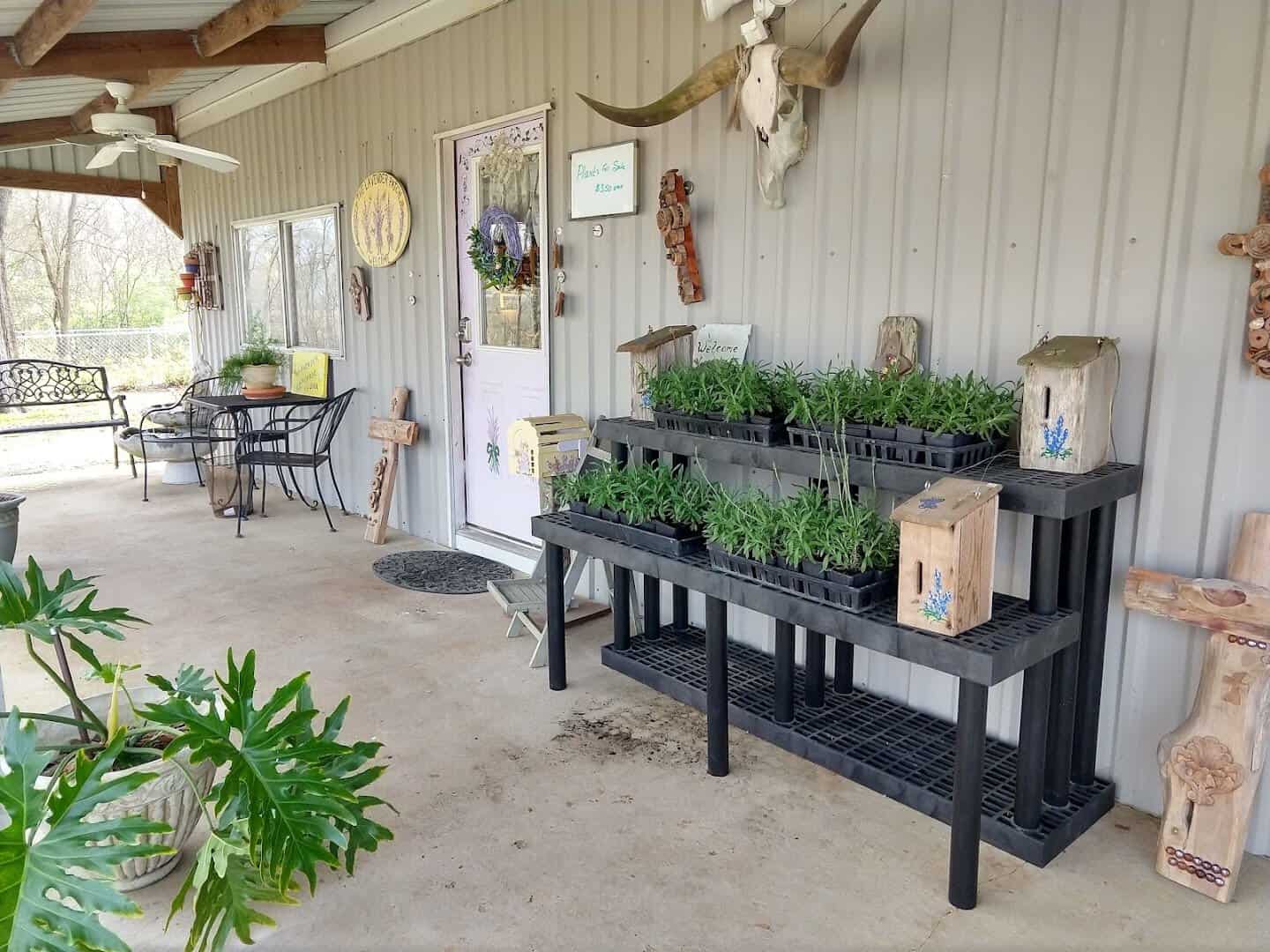 Covered deck with potted lavender plants for sale at Chappell Hill Lavender Farm in Brenham, Texas