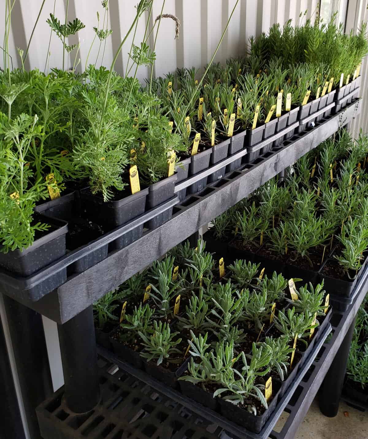 Lavender plants growing in pots at Chappell Hill Lavender Farm in Brenham, Texas