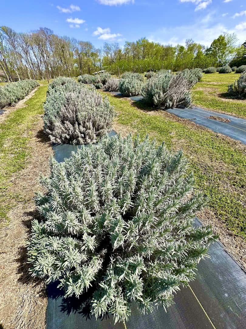 Rows of lavender plants at Chappell Hill Lavender Farm in Brenham, Texas