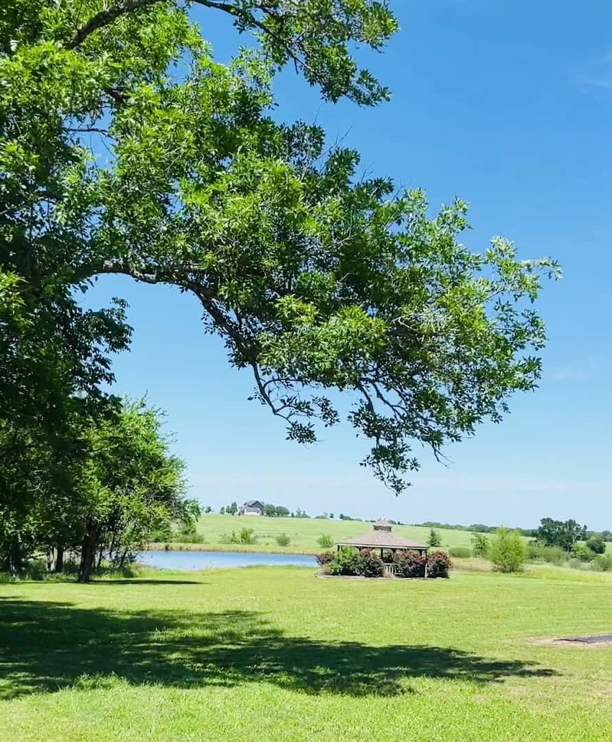 Oak tree beside the pond at Chappell Hill Lavender Farm in Brenham, Texas