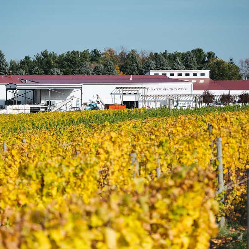 Golden autumn vineyard rows at Chateau Grand Traverse on Old Mission Peninsula, Michigan