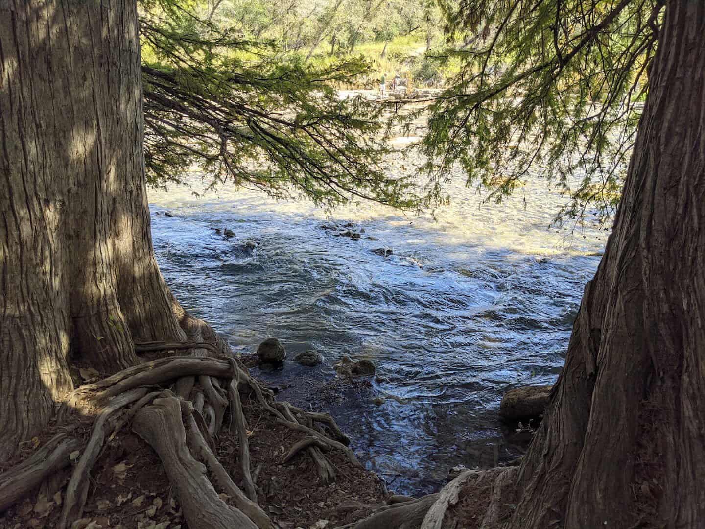 Clear water flowing over rocks past cypress trees at Guadalupe River State Park, Texas