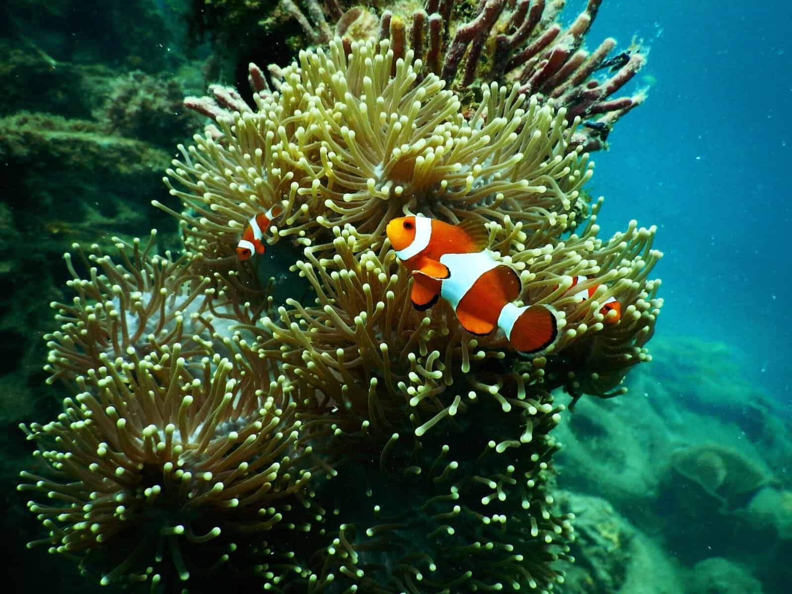A clownfish tucked into an anemone at the Downtown Aquarium in Houston