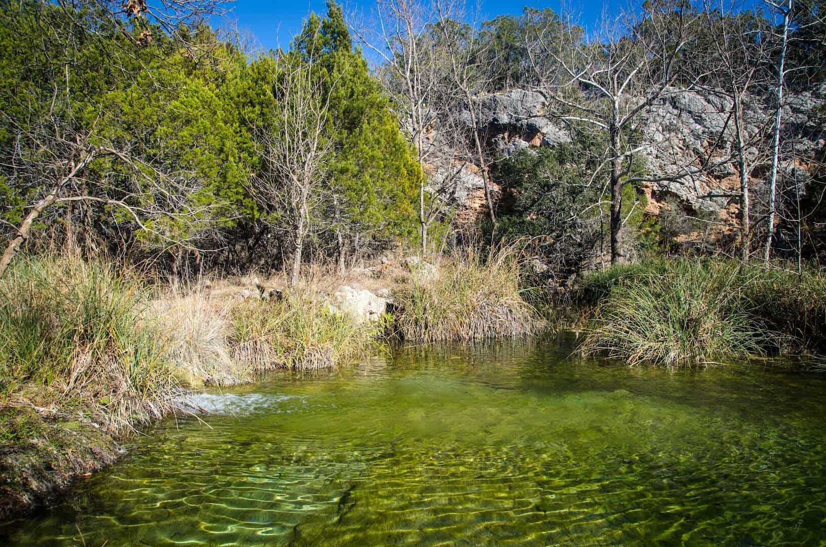 A clear spring-fed pool framed by bare winter trees at Colorado Bend State Park