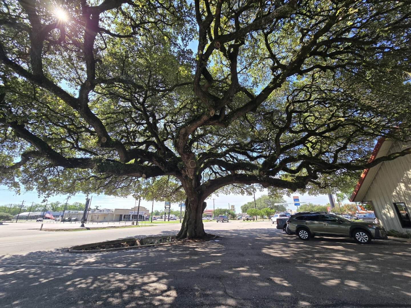 Large live oak tree in Columbus, Texas near Schobels' Restaurant