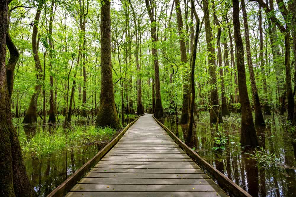 Boardwalk through old-growth bald cypress at Congaree National Park, South Carolina