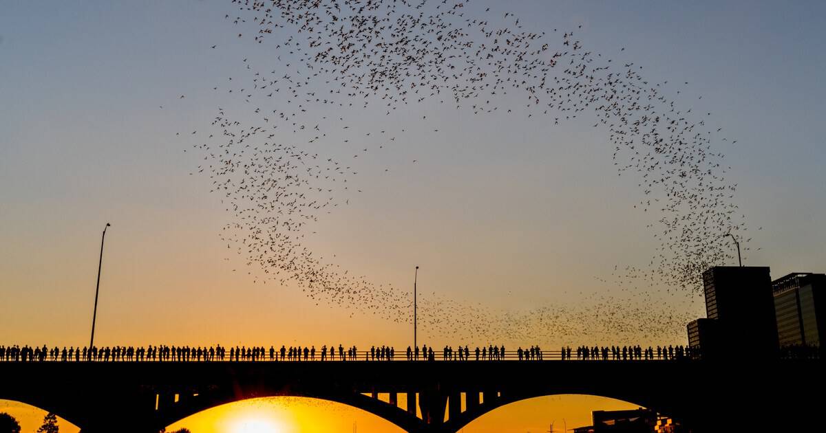 This Unassuming Texas Bridge Is Home to 1.5 Million Bats That Pour Into the Sky at Dusk
