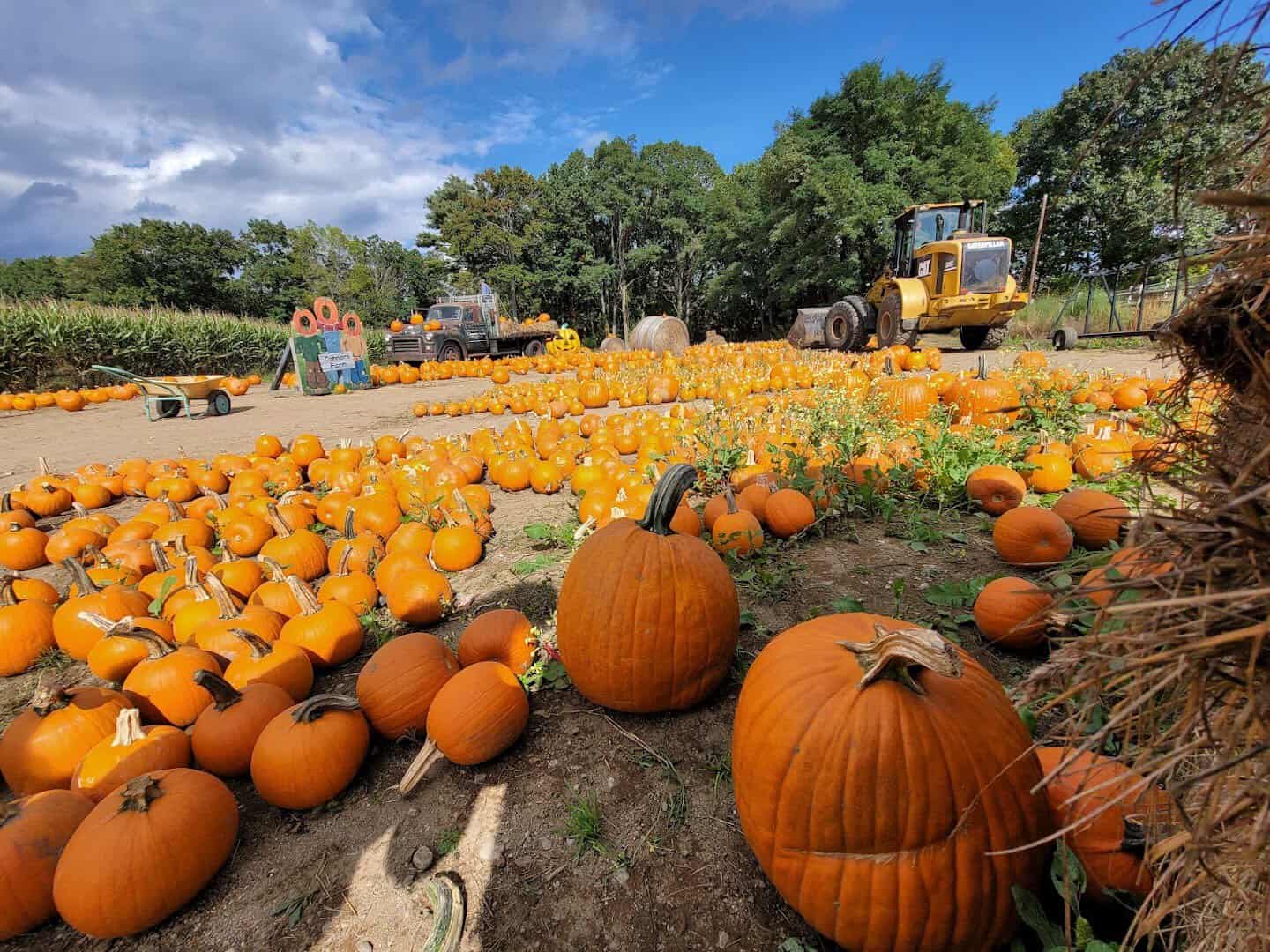Pile of freshly picked pumpkins at Connors Farm in Danvers, Massachusetts