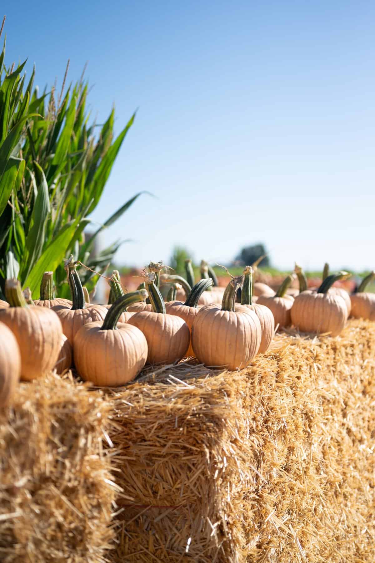 Pumpkins piled on a hay bale with cornstalks at Cool Patch Pumpkins in Dixon, California