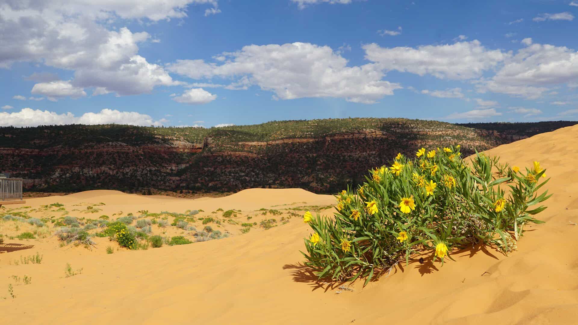 Coral Pink Sand Dunes with red cliffs near Kanab, Utah