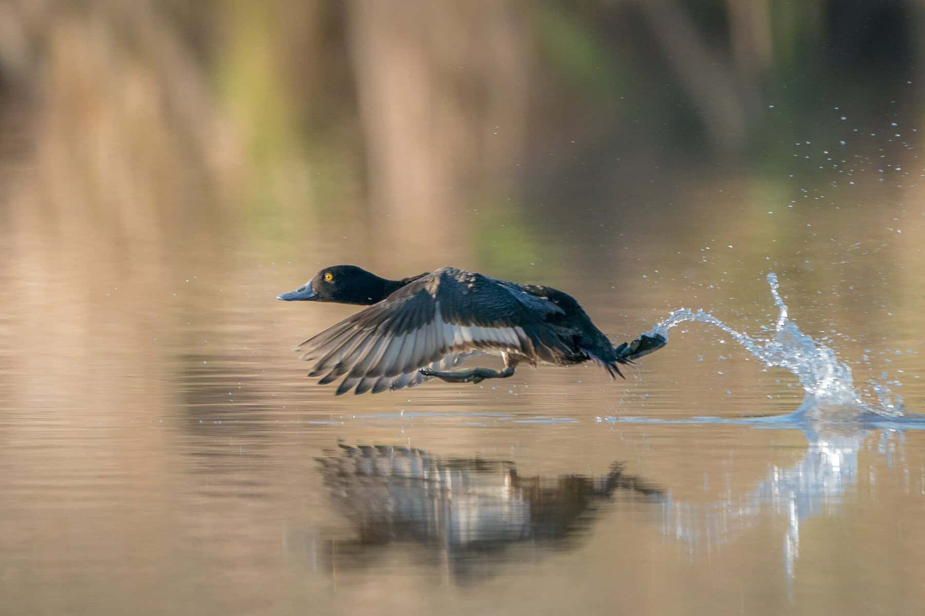 Cormorant lifting off the surface of the bayou at Armand Bayou Nature Center in Pasadena, Texas