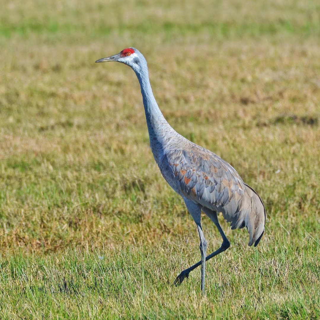 A crane in the grass at Goose Island State Park near Rockport, Texas