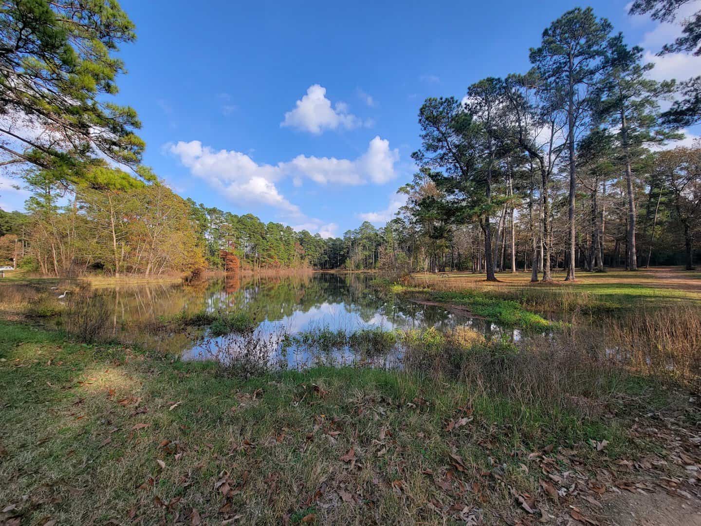 A creek winding through the woods under blue sky at W.G. Jones State Forest near Conroe, Texas