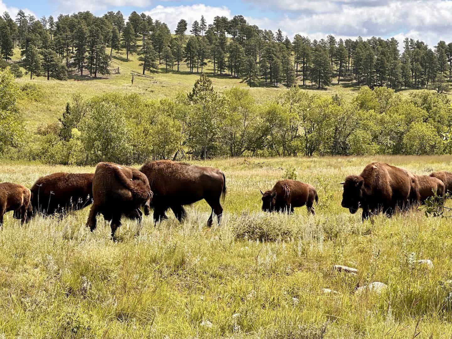 Bison grazing in a meadow at Custer State Park, South Dakota