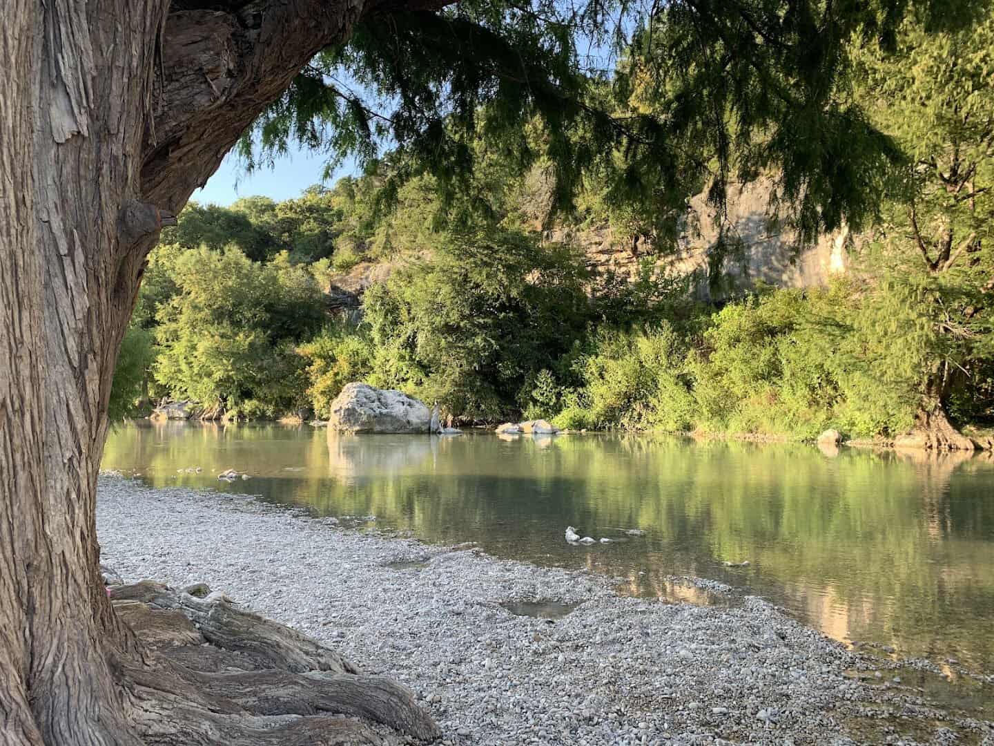 Cypress tree on the gravel bank beside the clear Guadalupe River