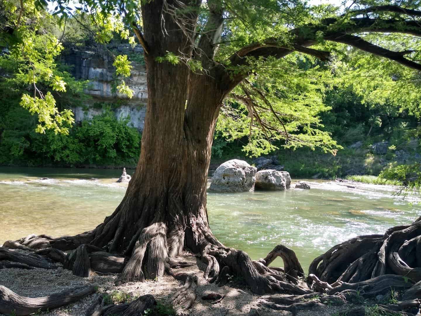 Towering cypress tree leaning over the Guadalupe River at Guadalupe River State Park
