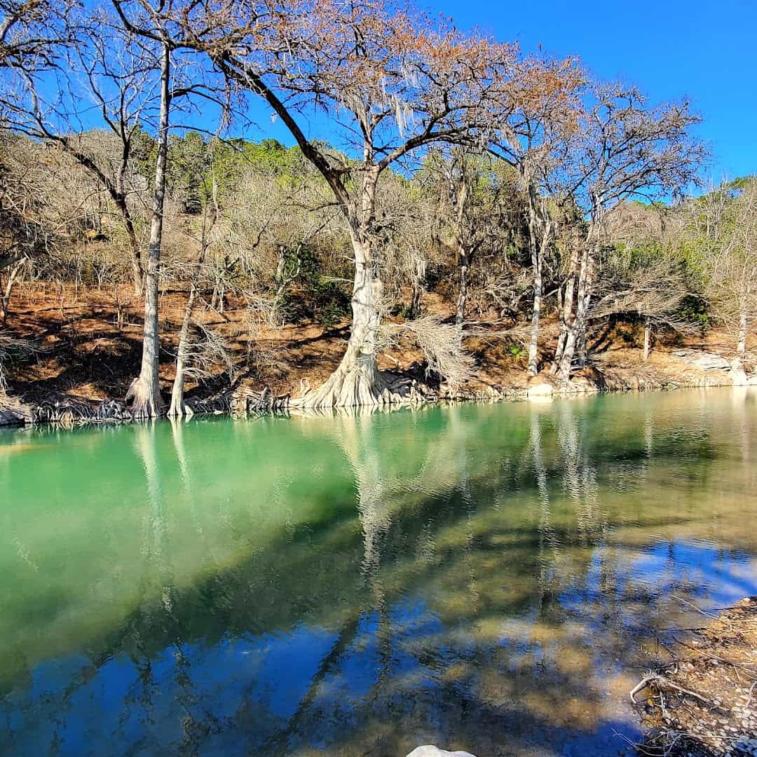 Bald cypress reflected in the clear green water of the Guadalupe River in the Texas Hill Country