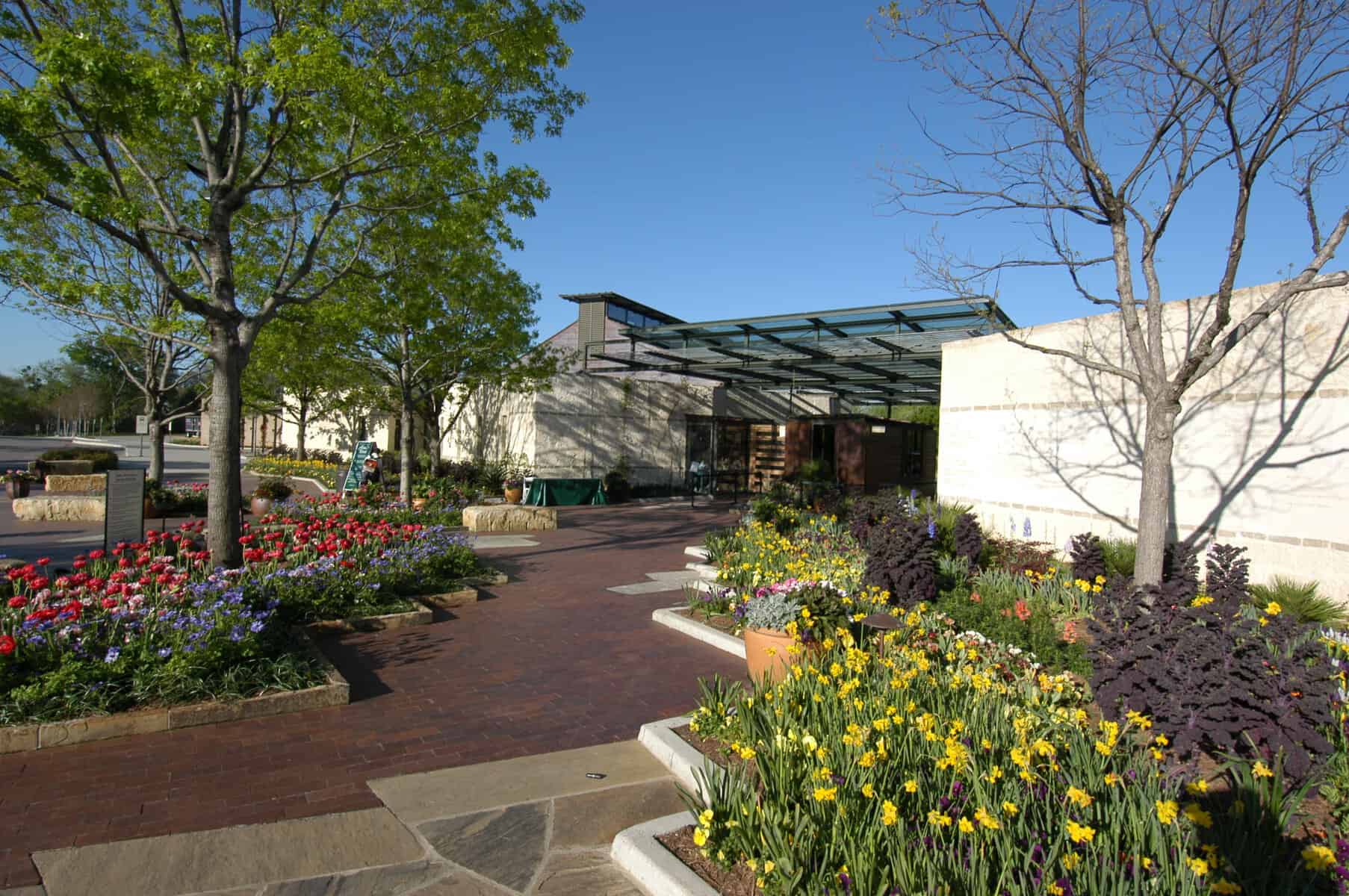A path lined with daffodils at the Dallas Arboretum in Dallas