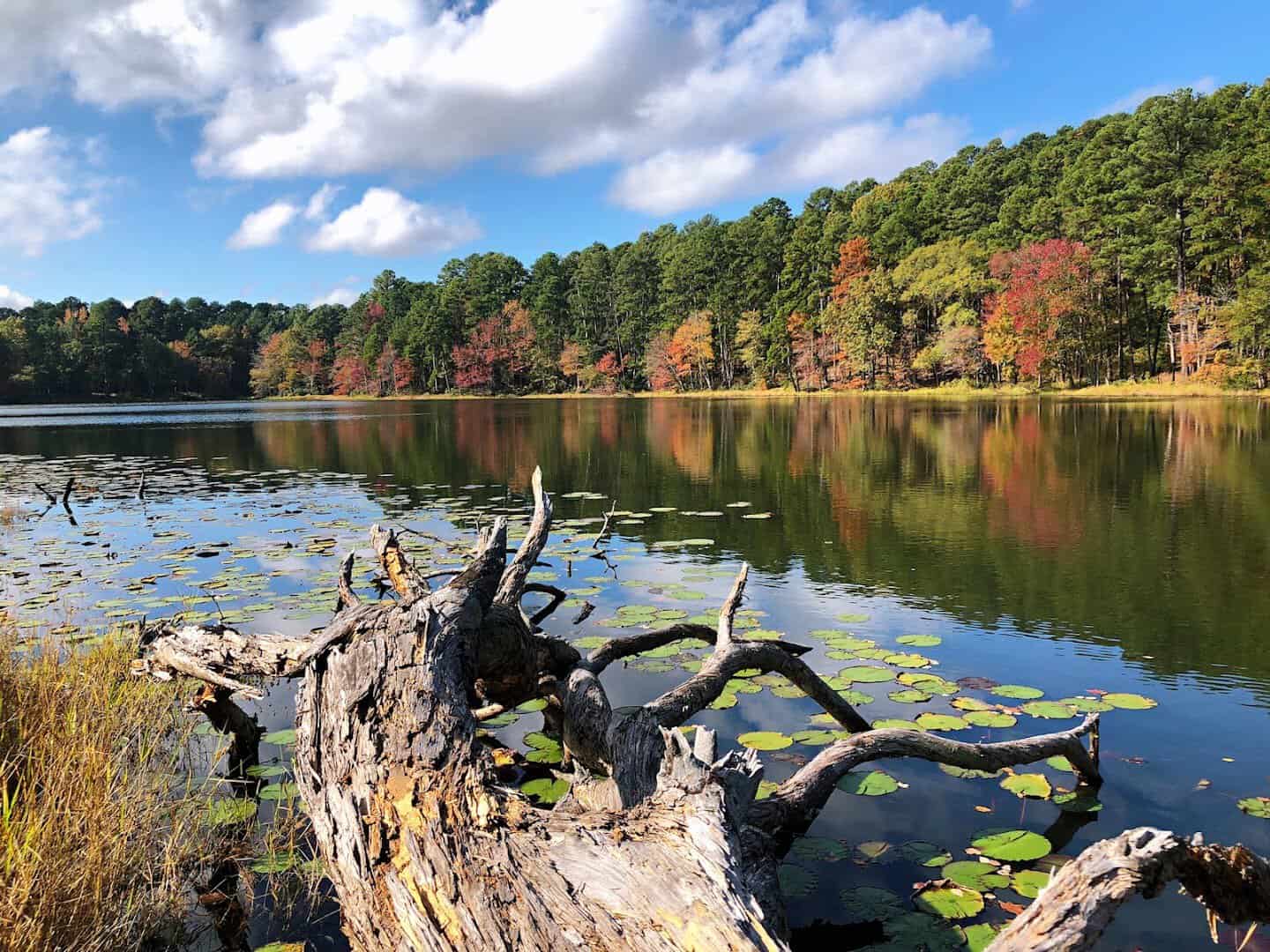 Autumn colors along the shoreline of Little Pine Lake, Daingerfield State Park, Texas
