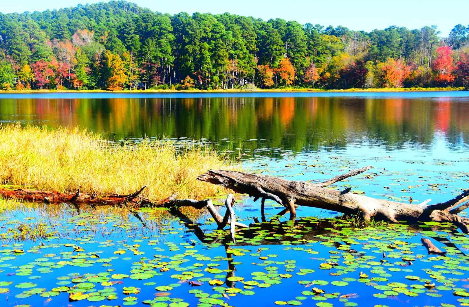 Brilliant fall foliage mirrored on the lake at Daingerfield State Park, Texas