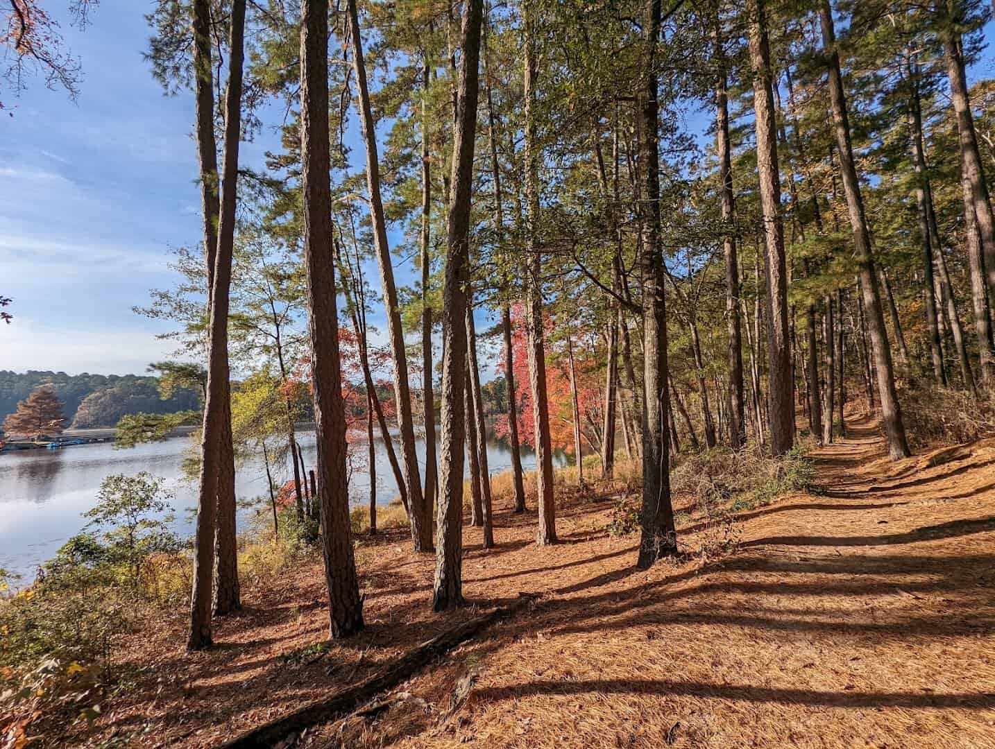 Sunlit pine forest trail carpeted in needles at Daingerfield State Park, Texas