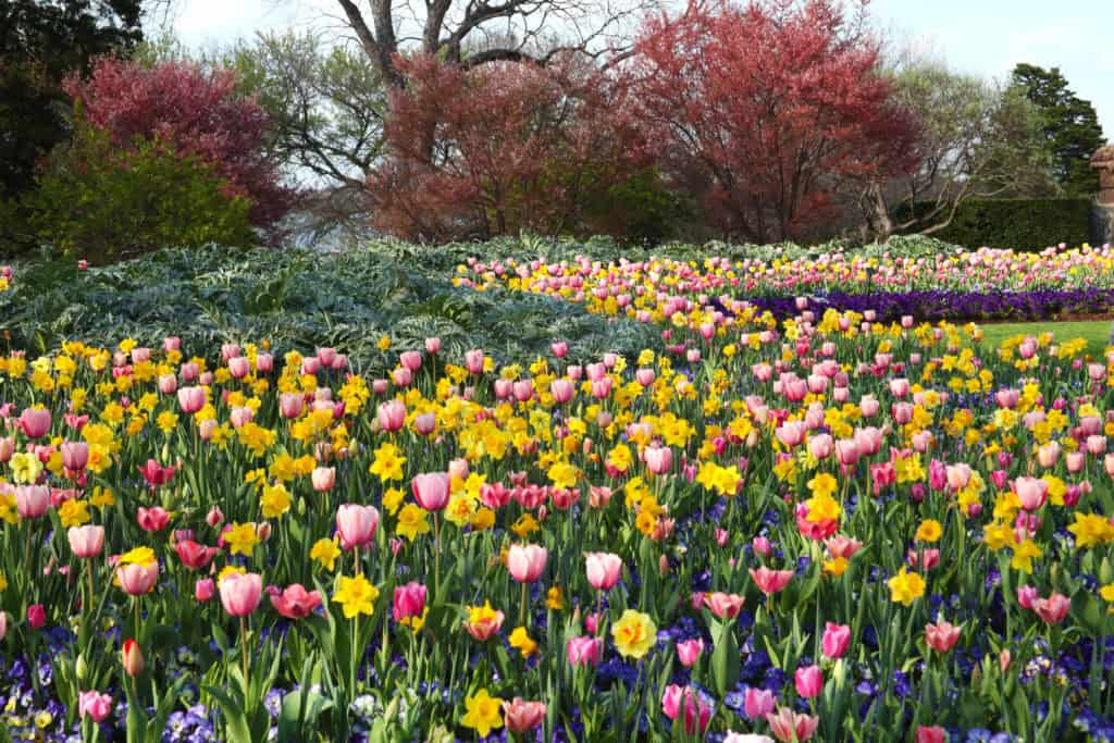 Colorful tulips and flowering trees during Dallas Blooms at the Dallas Arboretum in Dallas