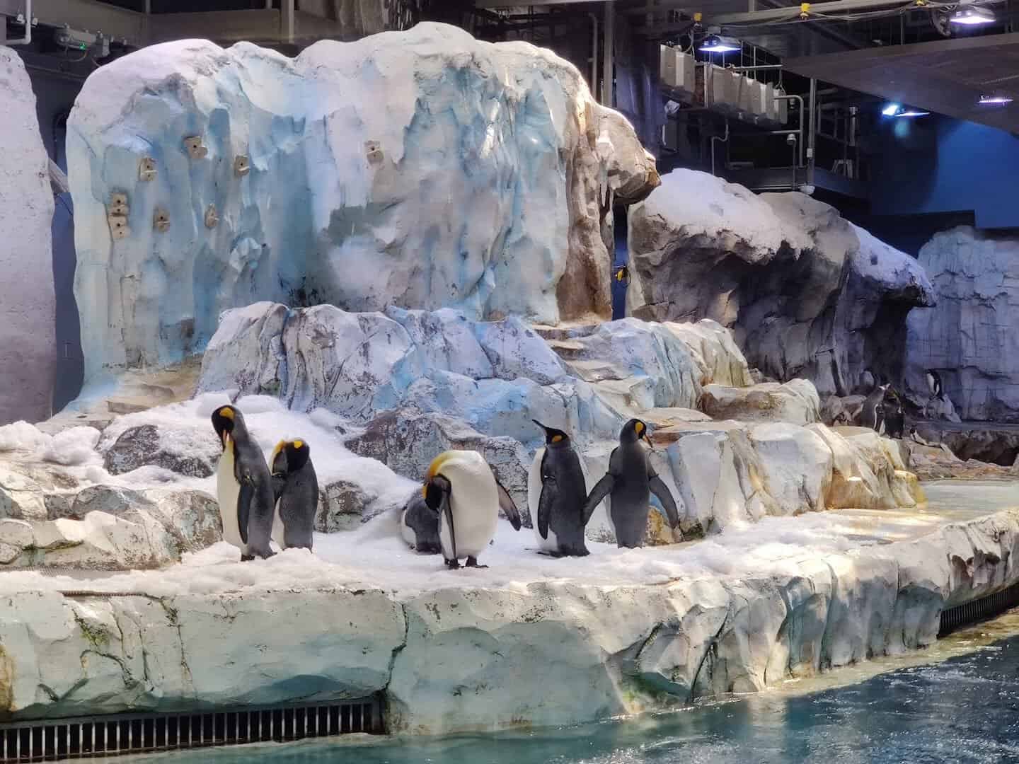 Penguins at the Detroit Zoo in Royal Oak, Michigan