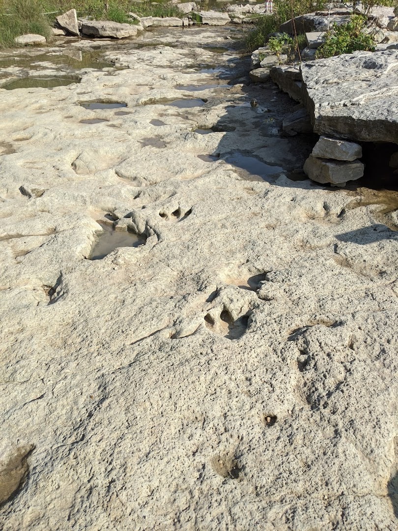 Dinosaur tracks in the Paluxy River limestone at Dinosaur Valley State Park in Glen Rose, Texas