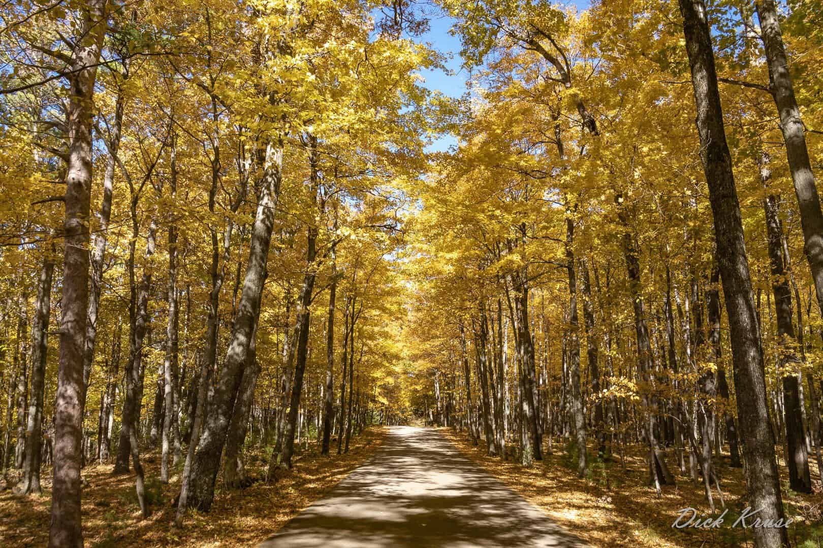 A golden tunnel of fall maples along a road in Door County, Wisconsin